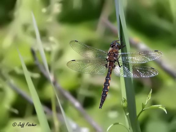 Photo of Beaverpond Baskettail