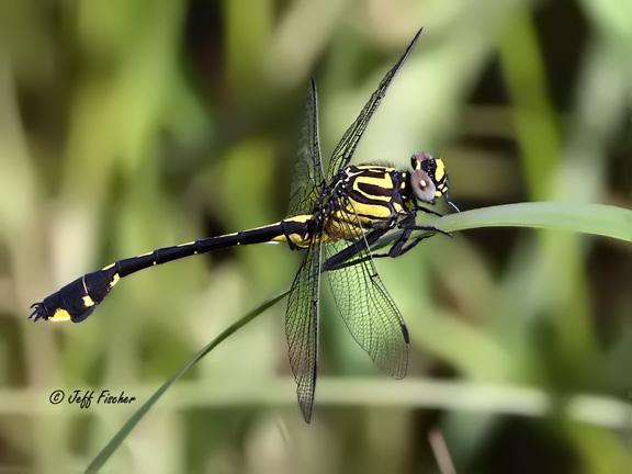 Photo of Cobra Clubtail