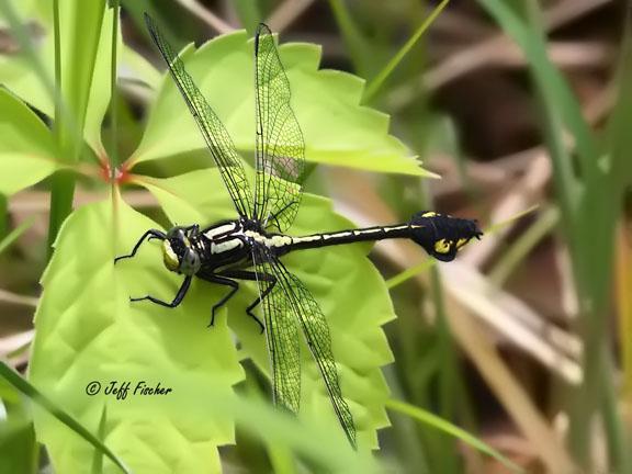 Photo of Skillet Clubtail