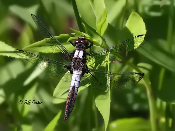 Photo of Chalk-fronted Corporal