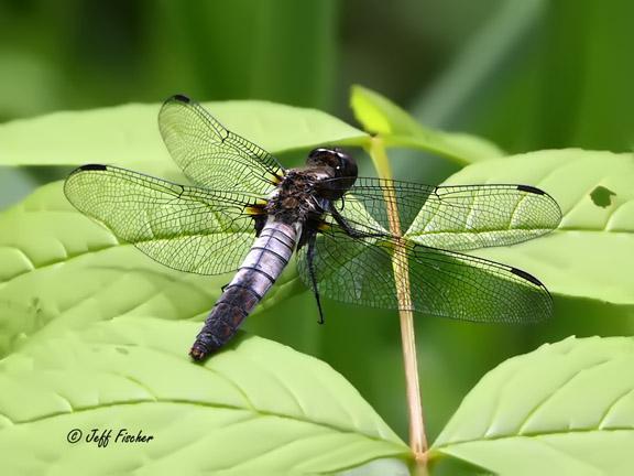 Photo of Chalk-fronted Corporal