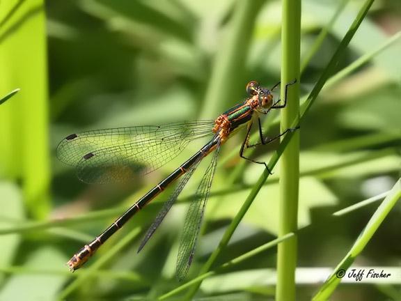 Photo of Emerald Spreadwing