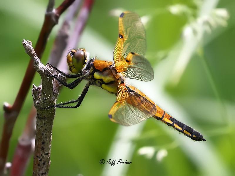 Photo of Four-spotted Skimmer