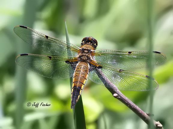 Photo of Four-spotted Skimmer