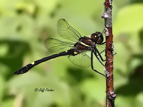 Photo of Swift River Cruiser (Illinois River Cruiser ssp.)