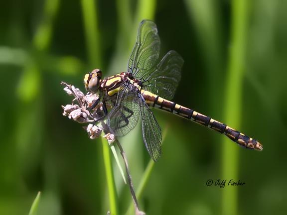 Photo of St. Croix Snaketail