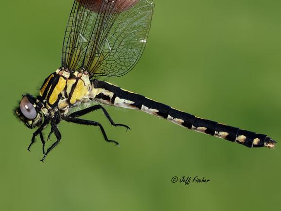 Photo of Extra-striped Snaketail