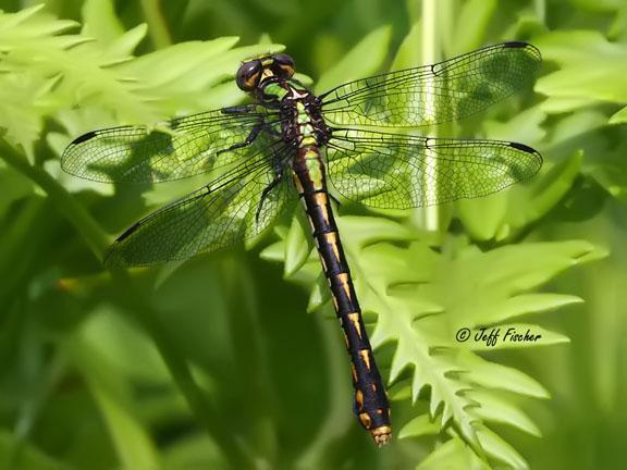 Photo of St. Croix Snaketail