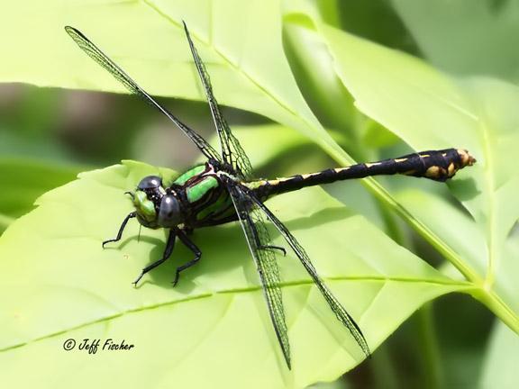 Photo of St. Croix Snaketail