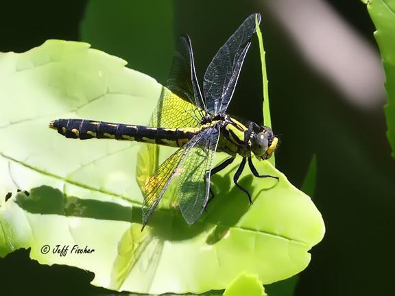 Photo of Pygmy Snaketail