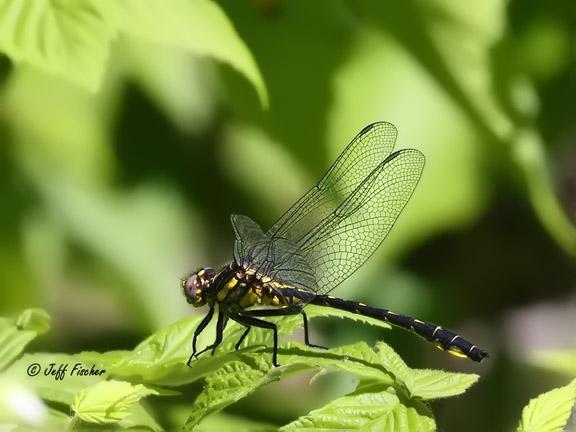Photo of Rapids Clubtail
