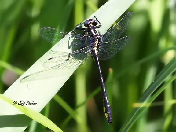 Photo of Rapids Clubtail