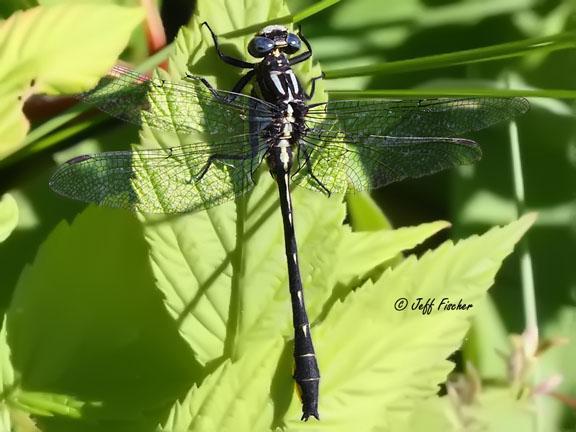 Photo of Rapids Clubtail