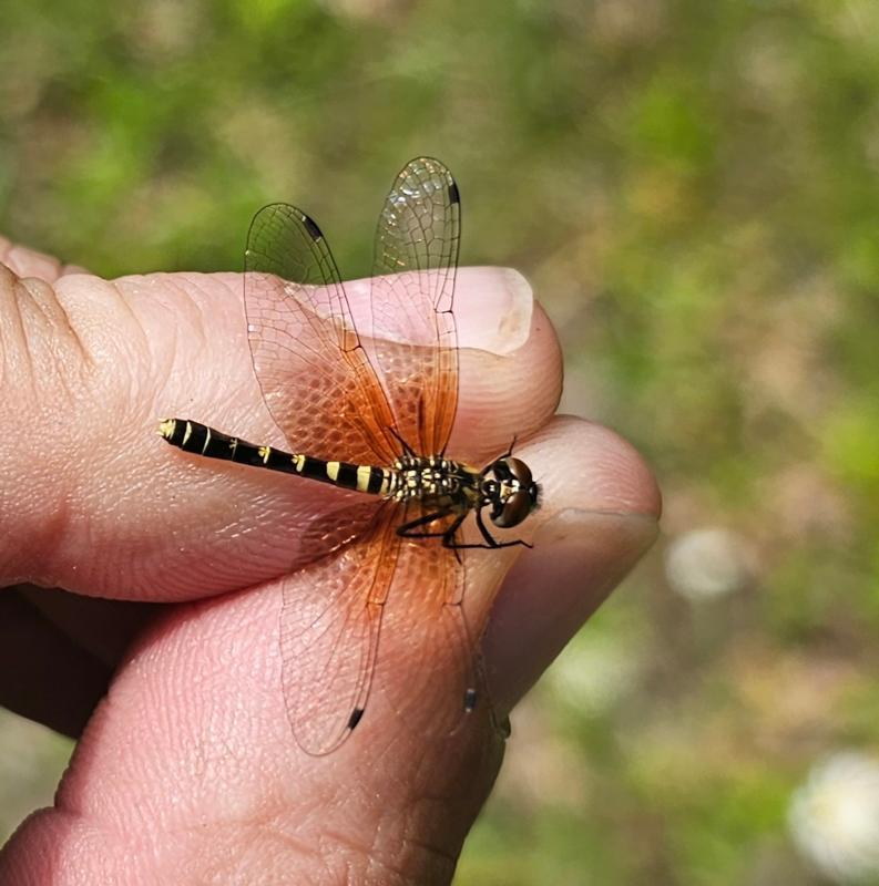 Photo of Elfin Skimmer