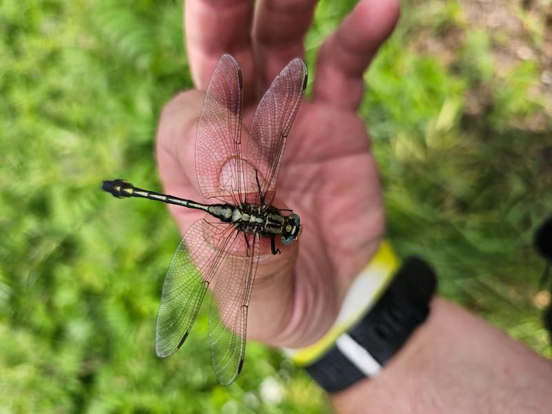 Photo of Midland Clubtail