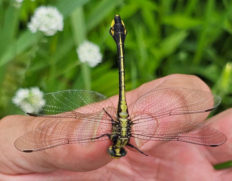 Photo of Skillet Clubtail