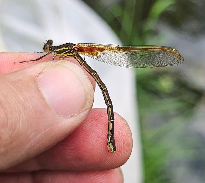 Photo of American Rubyspot