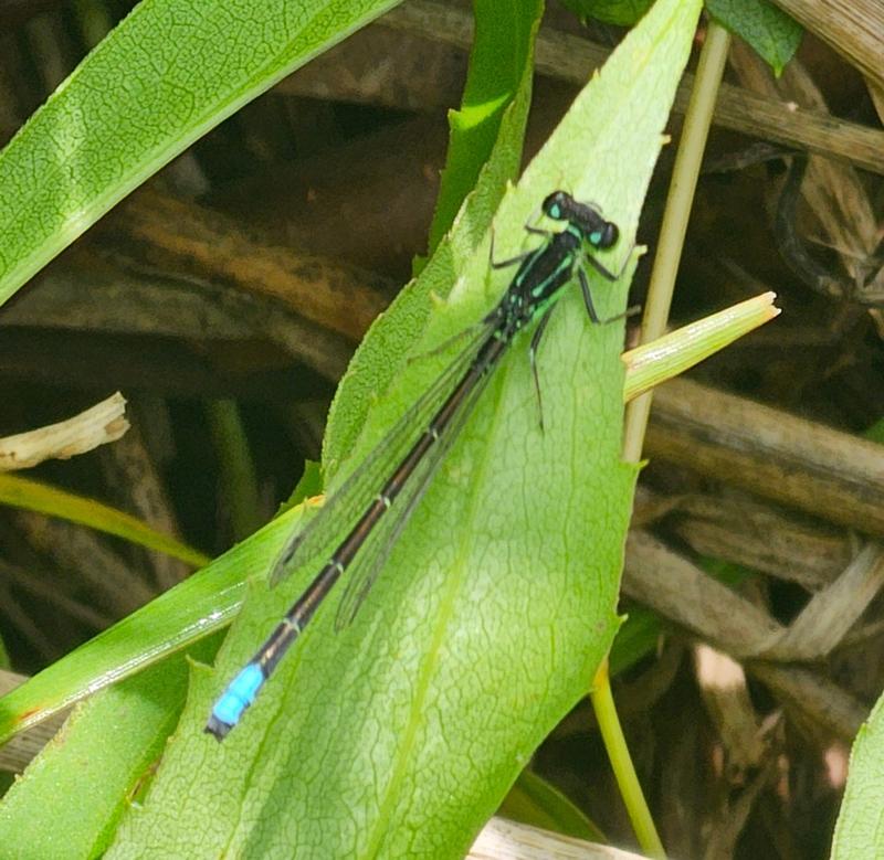 Photo of Eastern Forktail