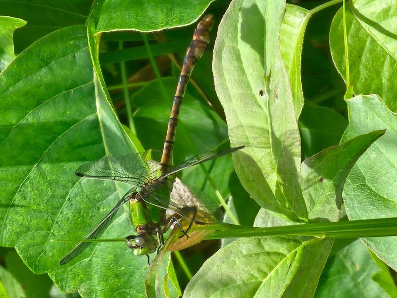 Photo of Rusty Snaketail