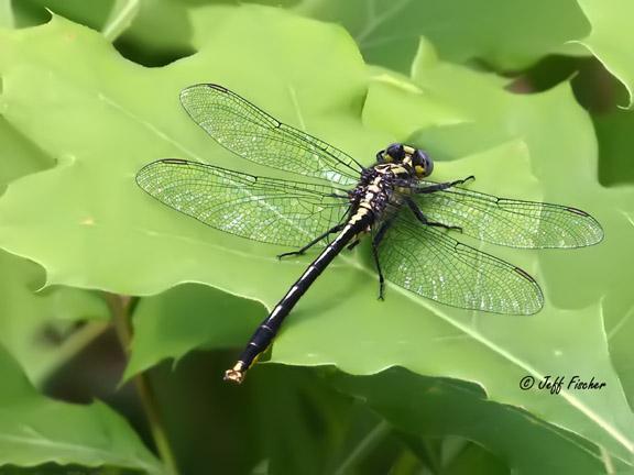 Photo of Lilypad Clubtail