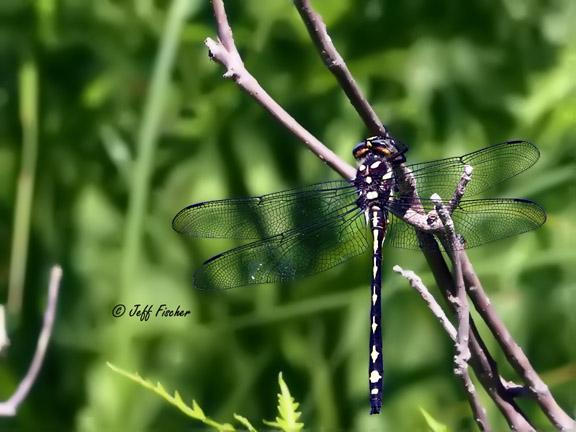 Photo of Arrowhead Spiketail