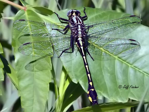 Photo of Midland Clubtail