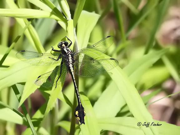 Photo of Skillet Clubtail
