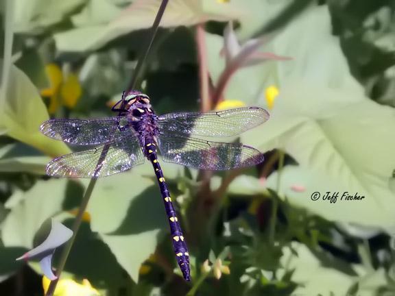 Photo of Twin-spotted Spiketail