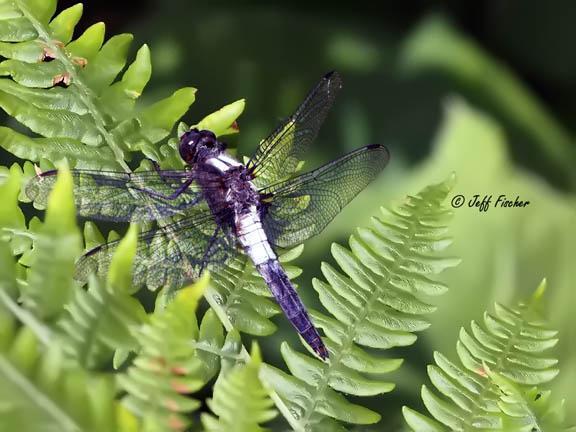 Photo of Chalk-fronted Corporal