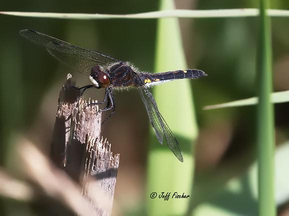 Photo of Dot-tailed Whiteface