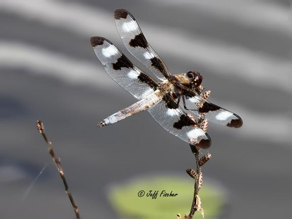 Photo of Twelve-spotted Skimmer