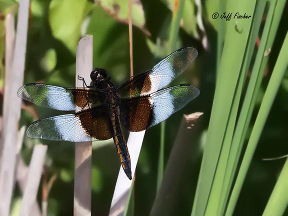 Photo of Widow Skimmer