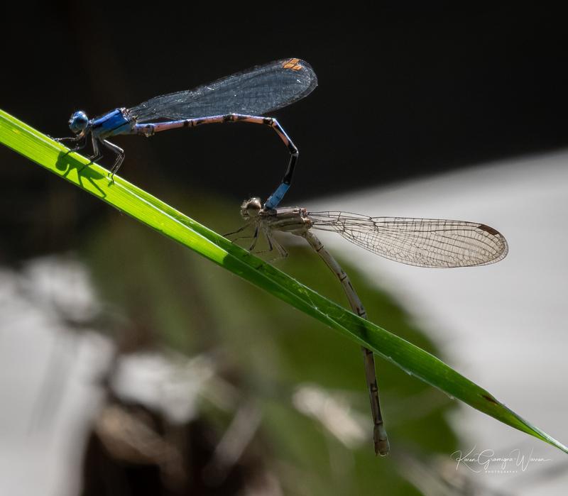 Photo of Springwater Dancer