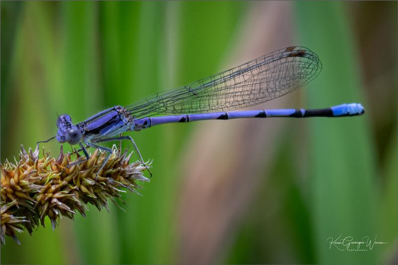 Photo of Variable Dancer (Violet Dancer ssp.)