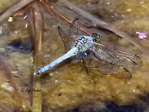 Photo of Eastern Pondhawk