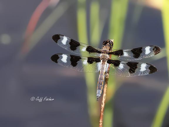 Photo of Twelve-spotted Skimmer