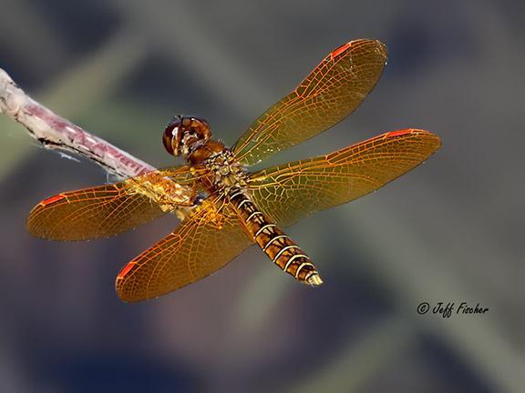 Photo of Eastern Amberwing