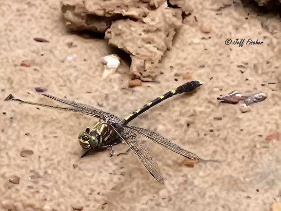 Photo of Common Sanddragon