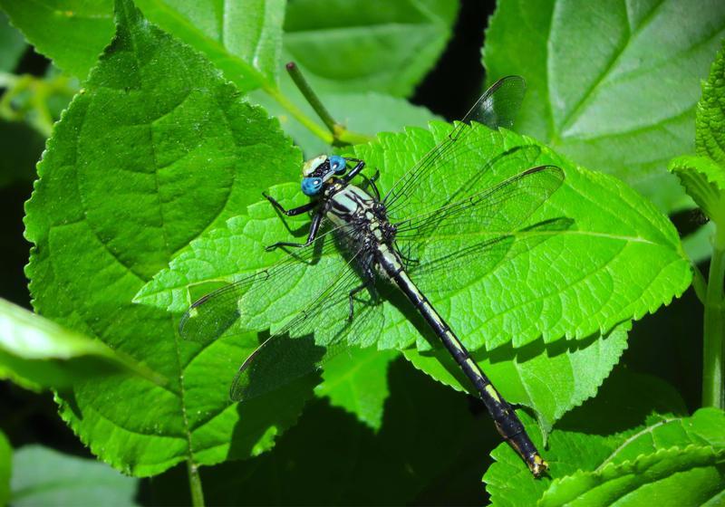 Photo of Lilypad Clubtail