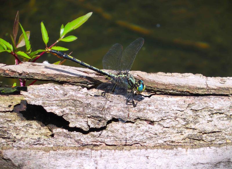 Photo of Lilypad Clubtail