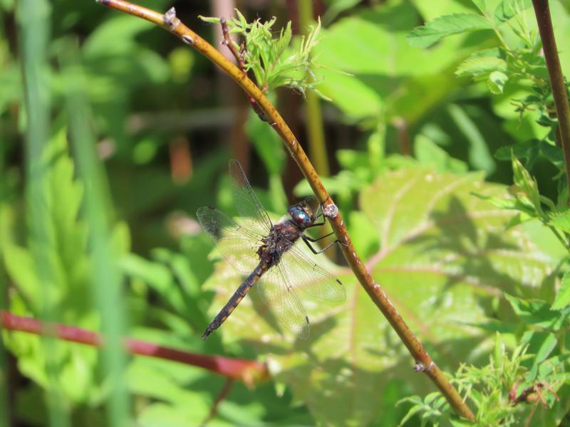 Photo of Common Baskettail