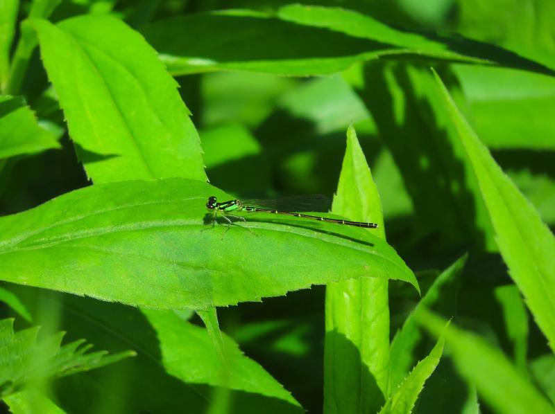 Photo of Fragile Forktail