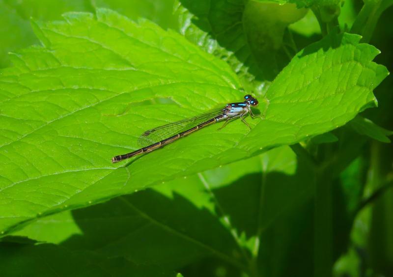 Photo of Fragile Forktail