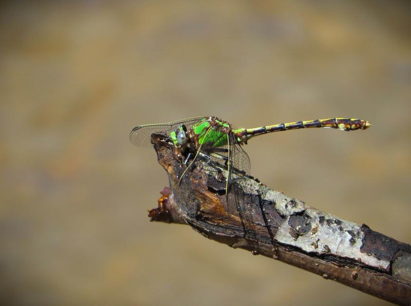 Photo of Sioux Snaketail