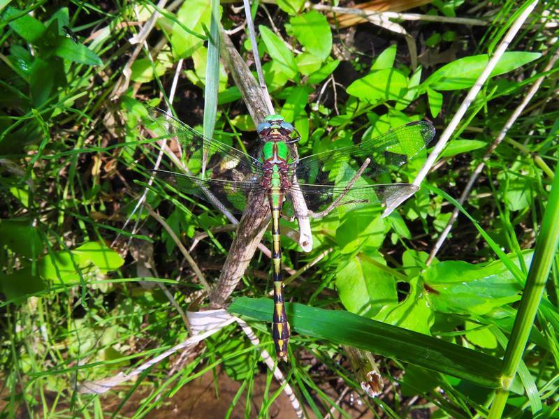 Photo of Sioux Snaketail