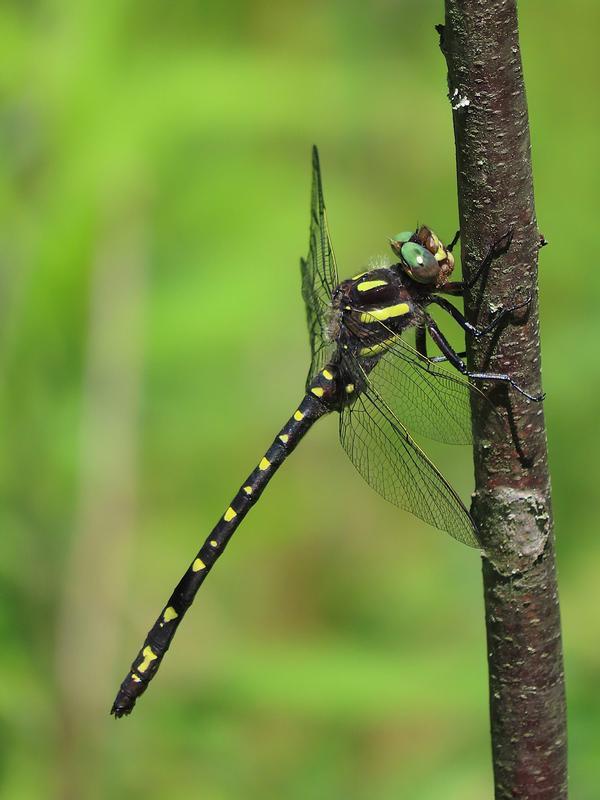 Photo of Twin-spotted Spiketail
