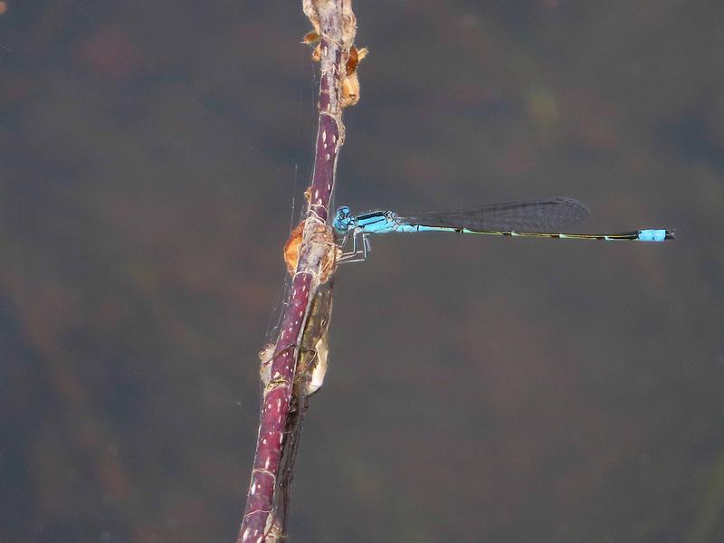 Photo of Slender Bluet