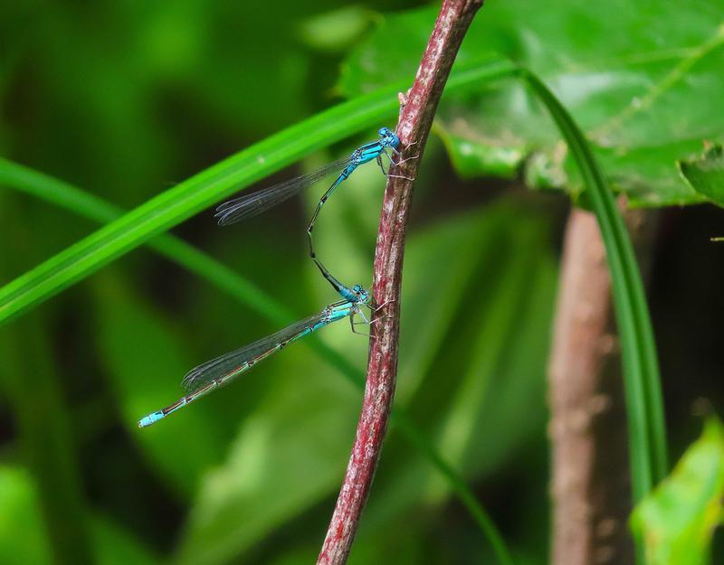 Photo of Slender Bluet