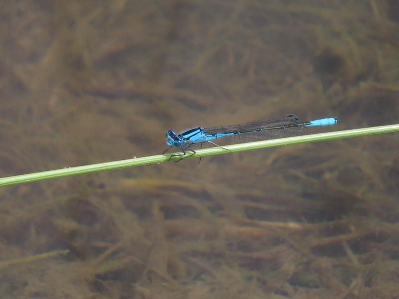 Photo of Azure Bluet