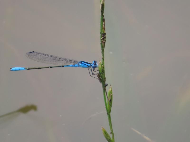 Photo of Azure Bluet